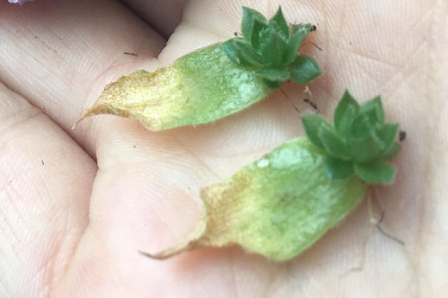 how to propagate hens and chicks from leaves
