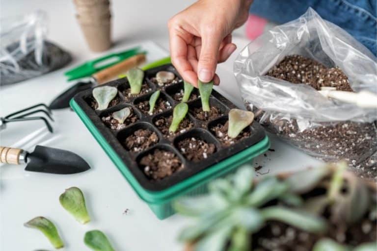 How to Propagate Succulents Successfully | Succulent Alley