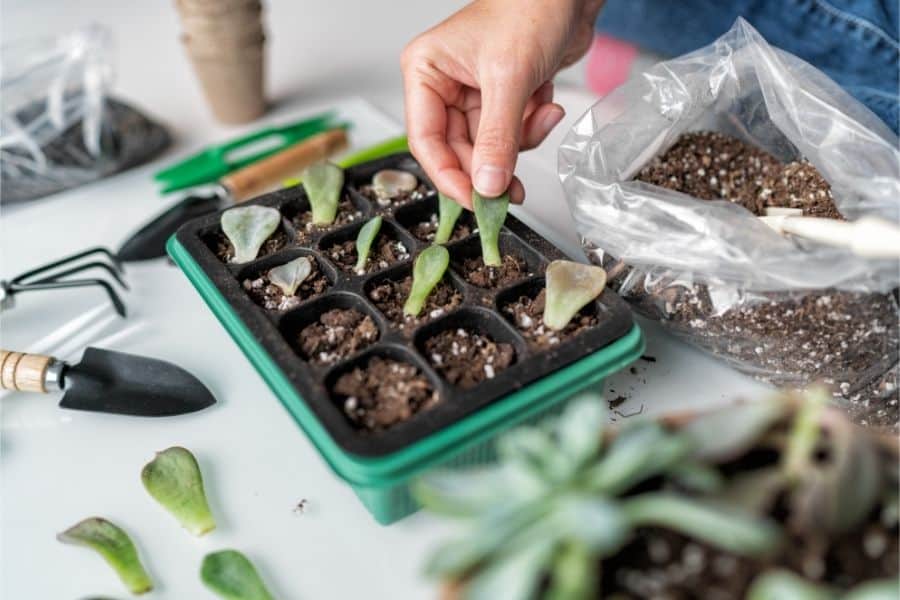 lay succulent leaves on soil