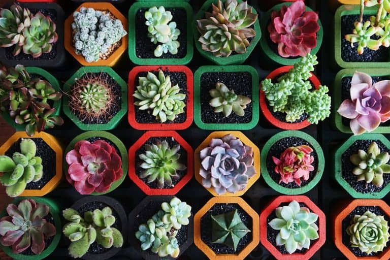mini succulents for succulent lovers who are low on space