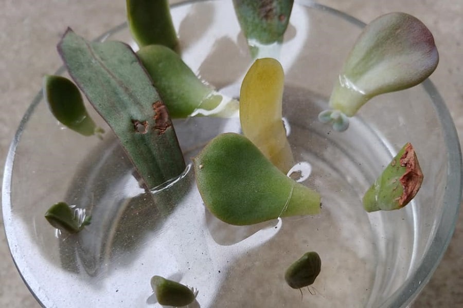 propagating succulent leaves in water