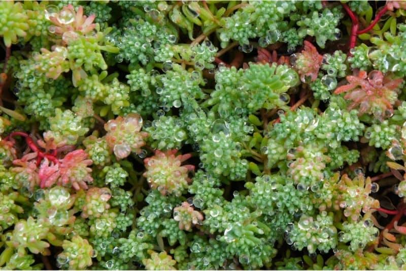 sedum acre