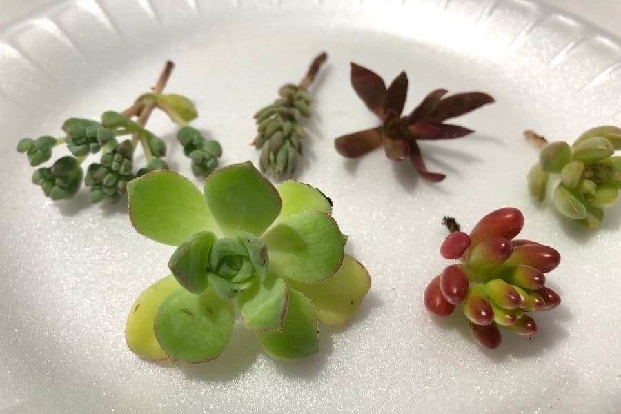 taking succulent cuttings