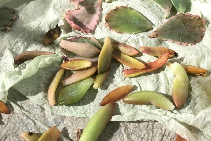 taking succulent leaves