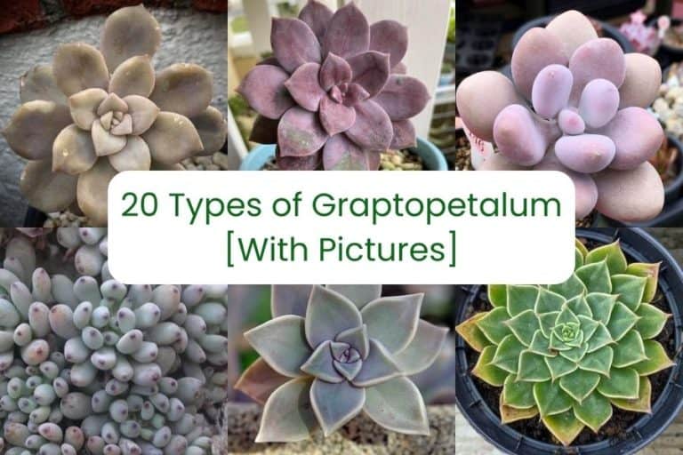 20 types of graptopetalum succulents [with pictures]