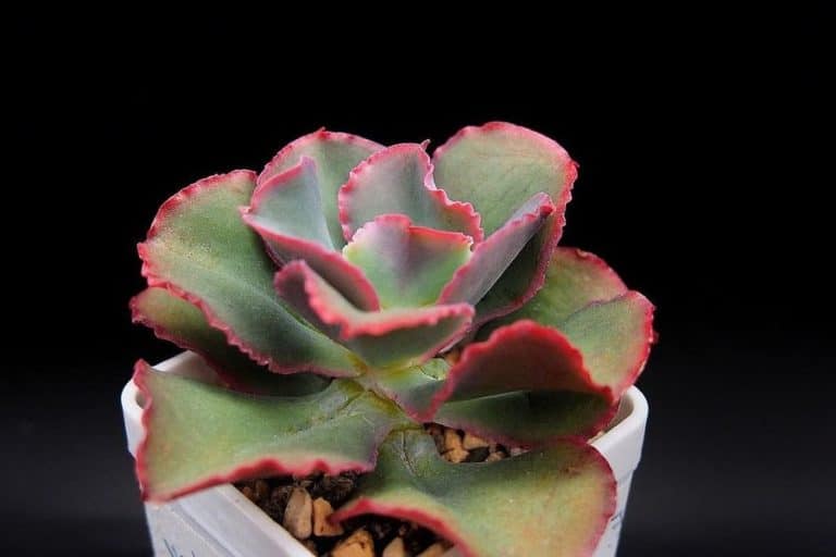 echeveria dicks pink: care and propagation guide