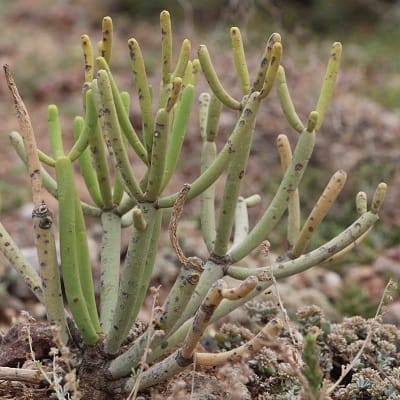 euphorbia aphylla