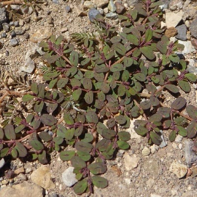 euphorbia klotzschii