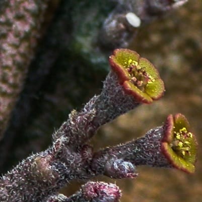 euphorbia platyclada