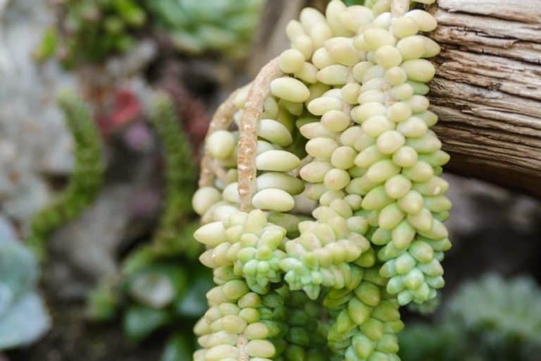 donkey tail plant turning yellow