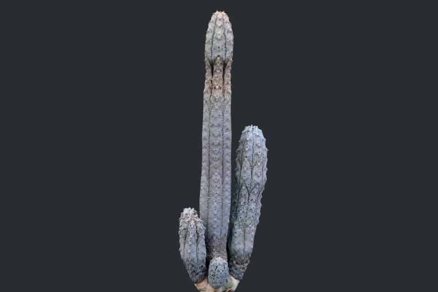 euphorbia abdelkuri