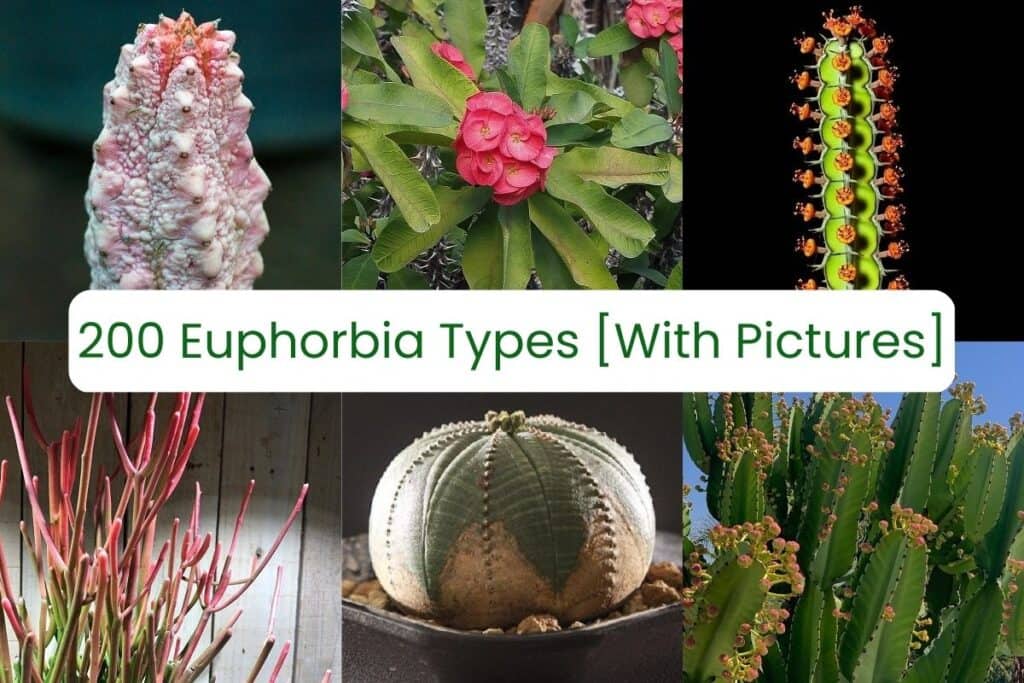 euphorbia care and types
