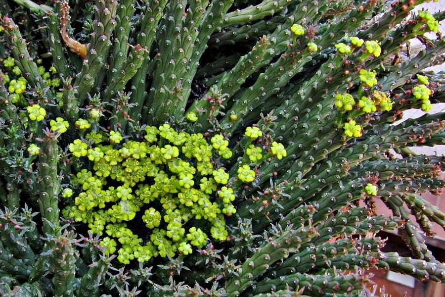 euphorbia flanaganii