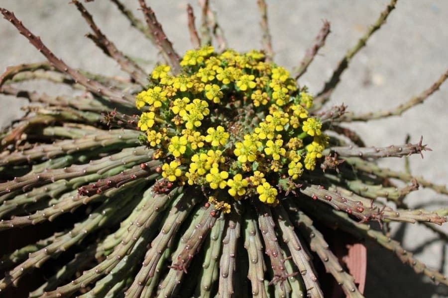 euphorbia flanaganii