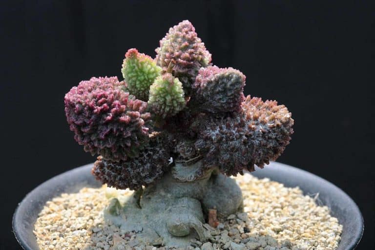 adromischus herrei: care and propagation guide