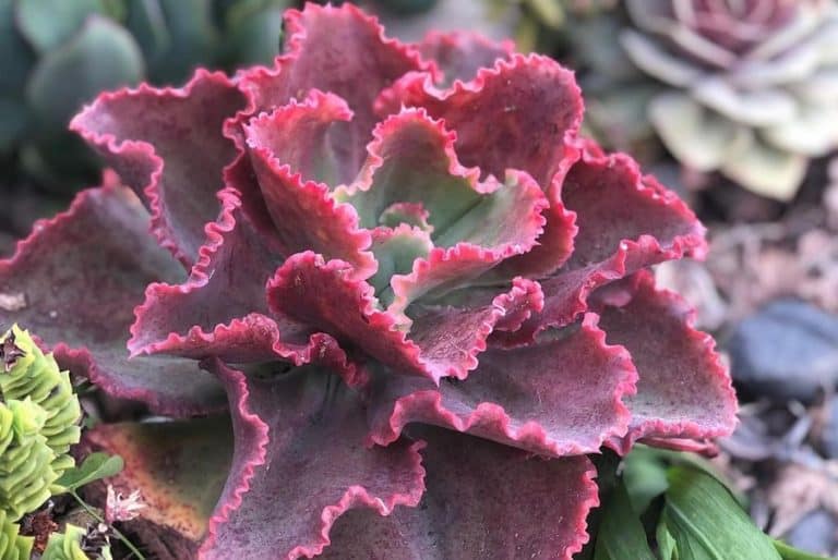 echeveria first lady: care and propagation guide