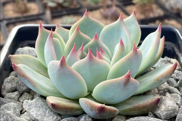 echeveria chihuahuaensis: care and propagation guide
