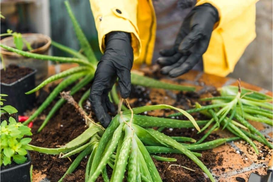 dividing aloe plant