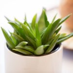 do you have to remove aloe pups