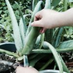 does cutting aloe hurt the plant