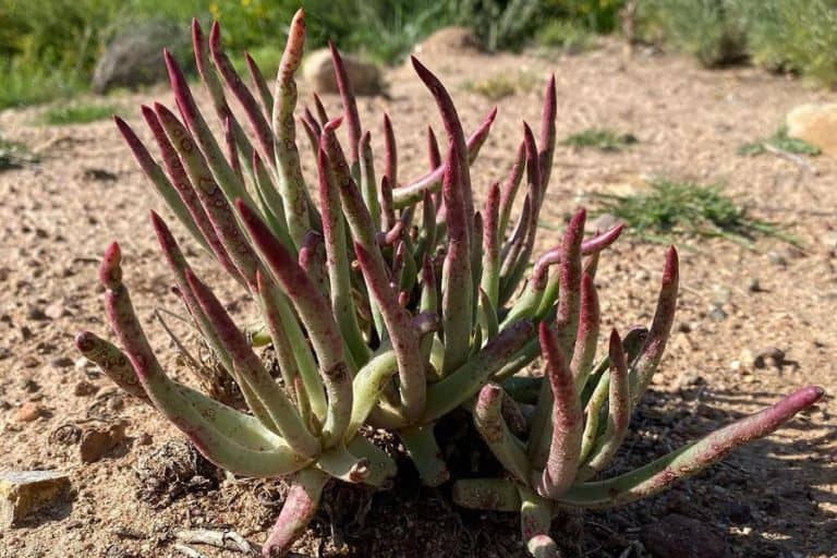 dudleya edulis: care and propagation guide