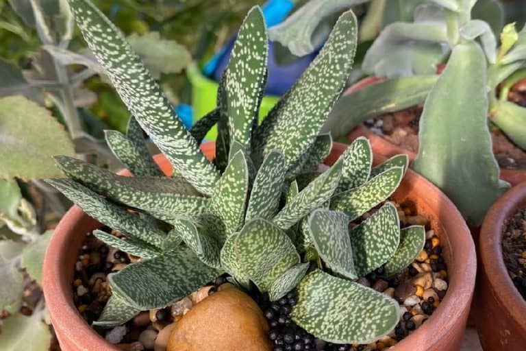 The Speckled Beauty: Gasteria maculata Uncovered | Succulent Alley