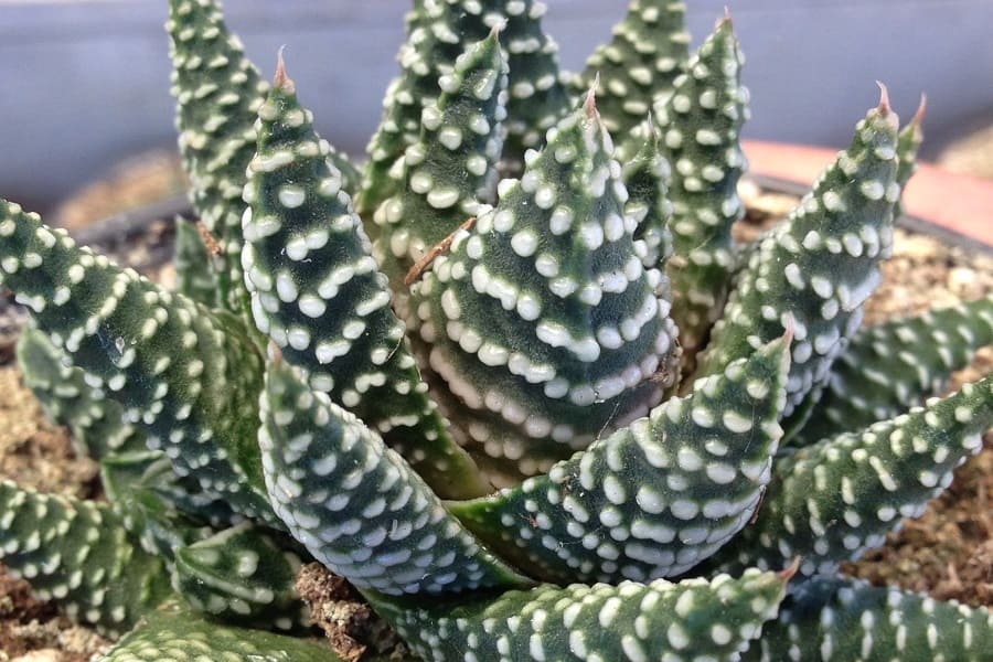 haworthia albert