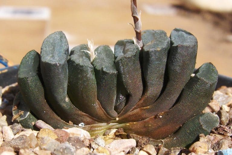 haworthia truncata care and propagation guide