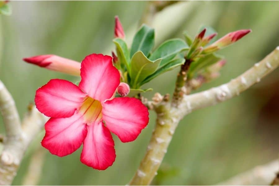 how to prune desert rose