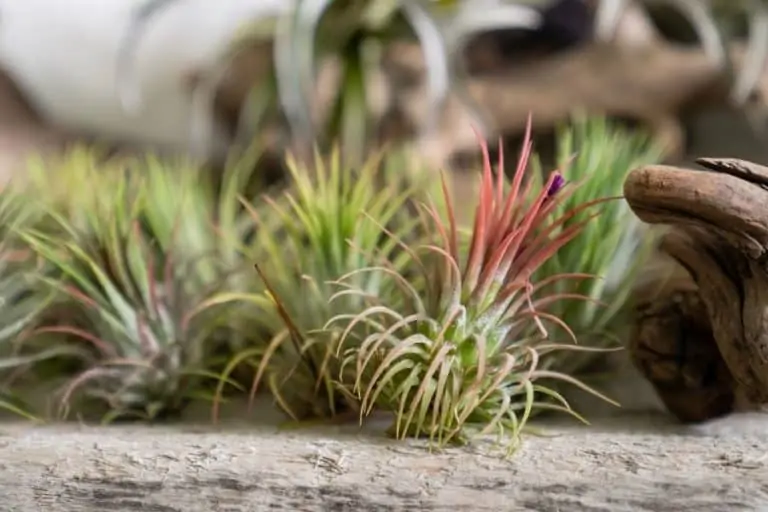 How to Revive an Air Plant in 9 Simple Steps