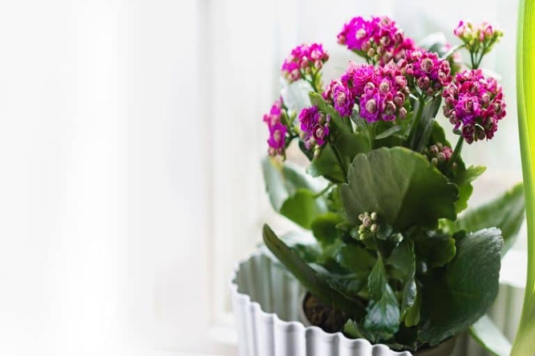 16 remarkable health benefits of kalanchoe that you must know about