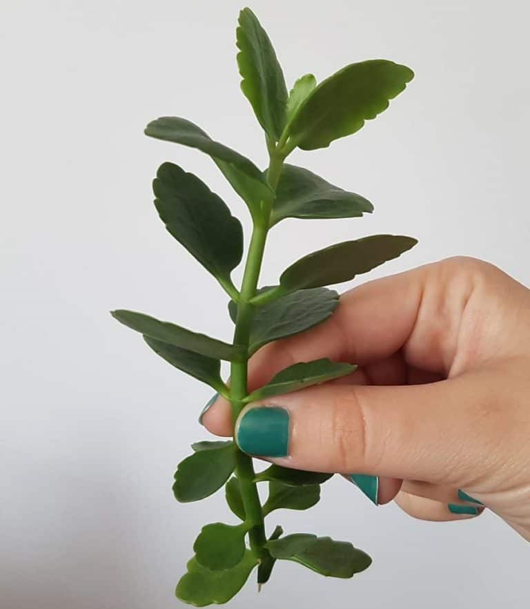 Kalanchoe Propagation Made Simple A Foolproof Guide for Success