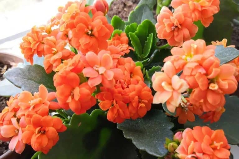 Kalanchoe Propagation: The Complete Guide to Growing Kalanchoes in 4 Steps