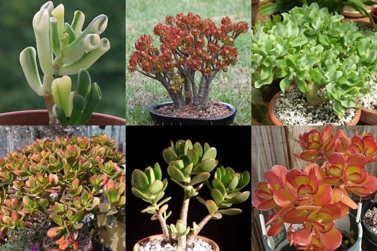 22 popular kinds of jade plants [with pictures]
