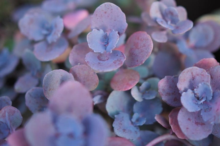 sedum red canyon