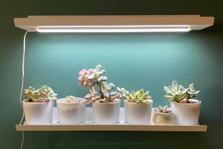 succulents under grow light