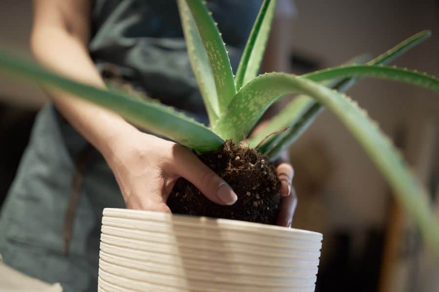 how to split aloe plant