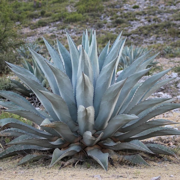 agave americana