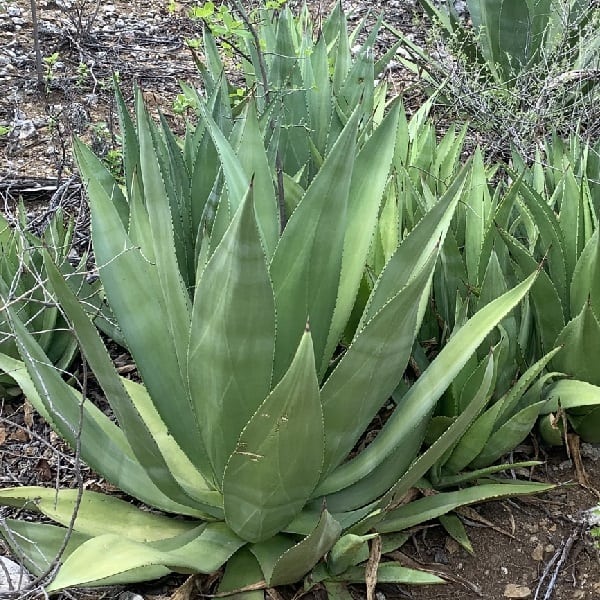 agave boldinghiana