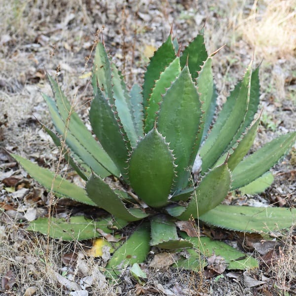 agave bovicornuta