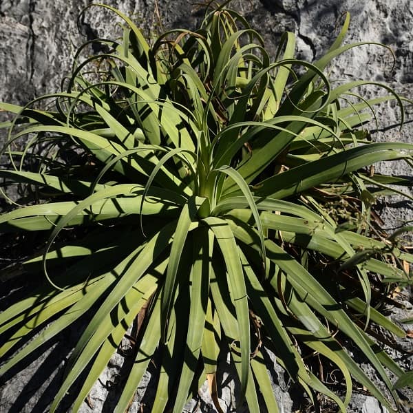 agave bracteosa