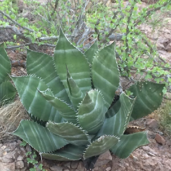 agave colorata