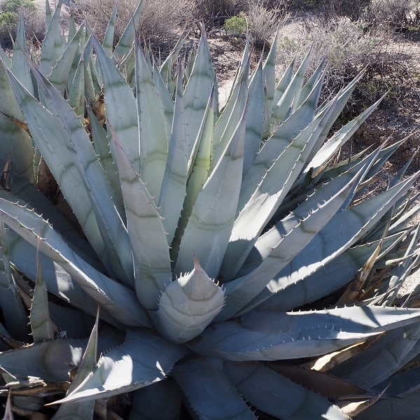 agave deserti