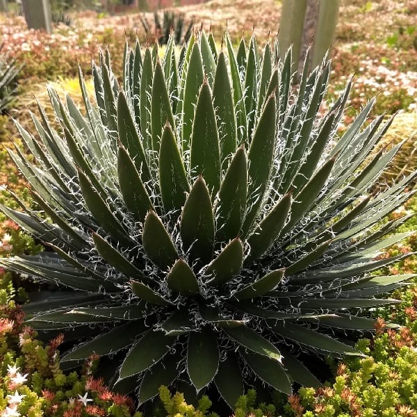 agave filifera