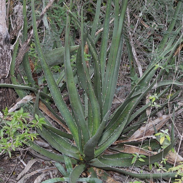 agave funkiana