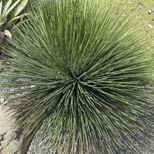 agave geminiflora