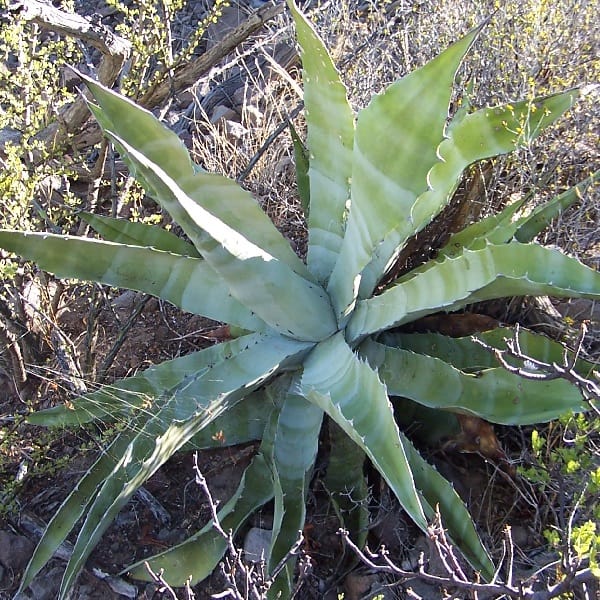 agave gigantensis