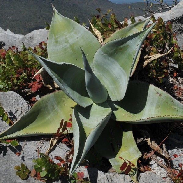 agave guiengola