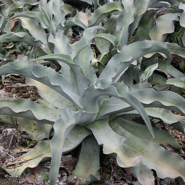 agave gypsophila