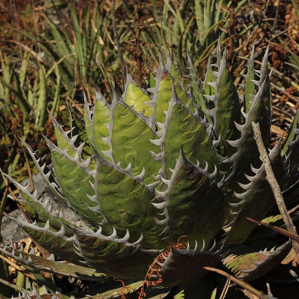 agave horrida